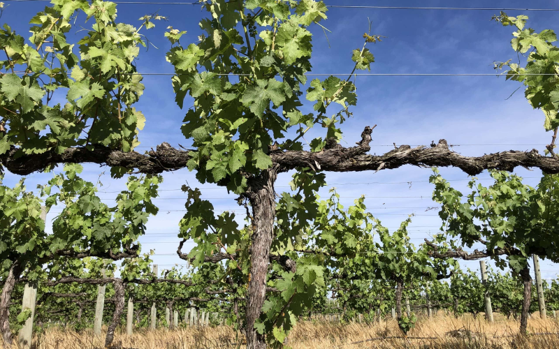 Managing Grapevine Trunk Disease Webinar